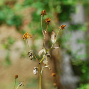 Ex_flower_card