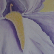 Purple_iris_card