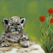 Baby_irbis_card