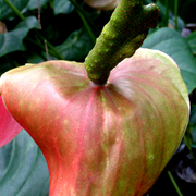 Ugly_flower_4_card