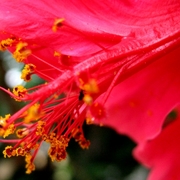 Red_flower_card