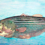 Striped-bass_card