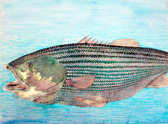 Striped-bass_card