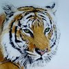 Tiger_thumb