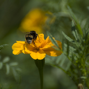 Bee_on_top_card