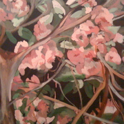 Cherry_blossom_close_up_card