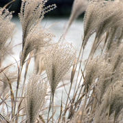 Straw_in_winter_card