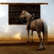 Waiting_horse_card