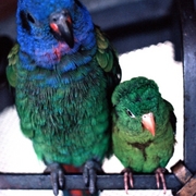 Two_parakeets_card