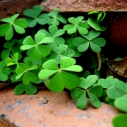 Miniature_garden_card