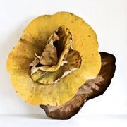 Ikebana-091_card