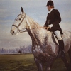 Hunter_from_the_series_the_cambridgeshire_hunt_thumb