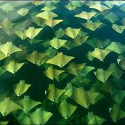 Gfolden_sea_of_rays_card