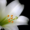 Lily8x12_thumb