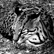Colombian_ocelot_card