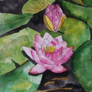 Water_lily_flower_small_card