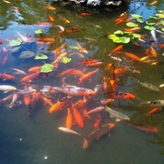Gold_fishes_1_card