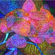 Nightflower_card