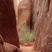 Two_in_the_bush-blackburn_card