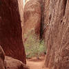 Two_in_the_bush-blackburn_thumb