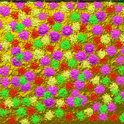 Flowers_card
