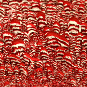 A_zillion__closeup_1__small_card