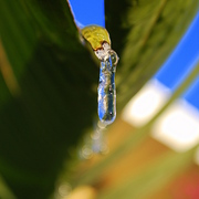 Icicle3_card