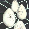 Antisocial_shells_lr_thumb