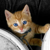 Bright_blue_eyes_thumb