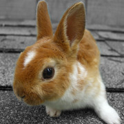 Bunny_card