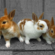 Bunnies_card