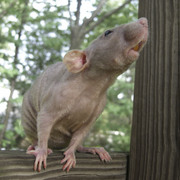 Saturated_rat_card
