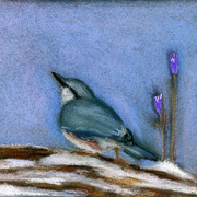Nuthatch_card