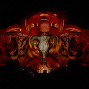 Image-19_card