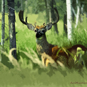 Bma_momsml_card