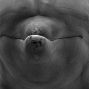 Flipper_kiss_card