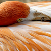 Feb_flamingo2_09_thumb
