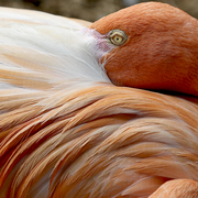 Flamingo_warming_1_card