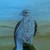 20090210_004__tiny_square