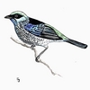 Tangara_mariposa_thumb