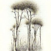 Coihue_peque_o_card