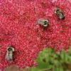 Bees_thumb