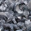 Pigeonswarm_thumb