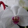Orchidwithflamingo_thumb