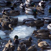 100_0907_card