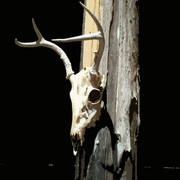 Skull_card
