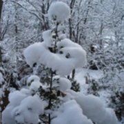 Winter_-_2008_card
