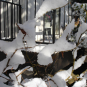 Winter-2009_card