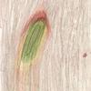 Green_pod_to_the_moon_thumb