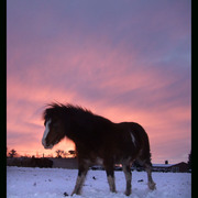 Snow_horse_2009_card